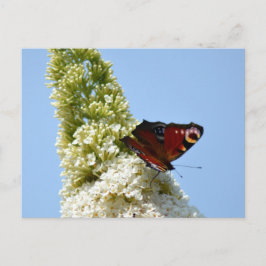Peacock Butterfly auf Buddleia Postkarte