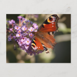 Peacock Butterfly auf Summer Lilac Postkarte