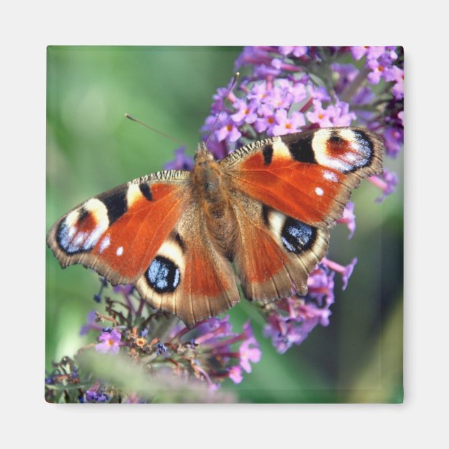 Peacock Butterfly Blume Square Magnet (Vorne)