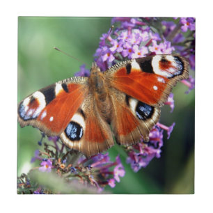 Peacock Butterfly Fliese