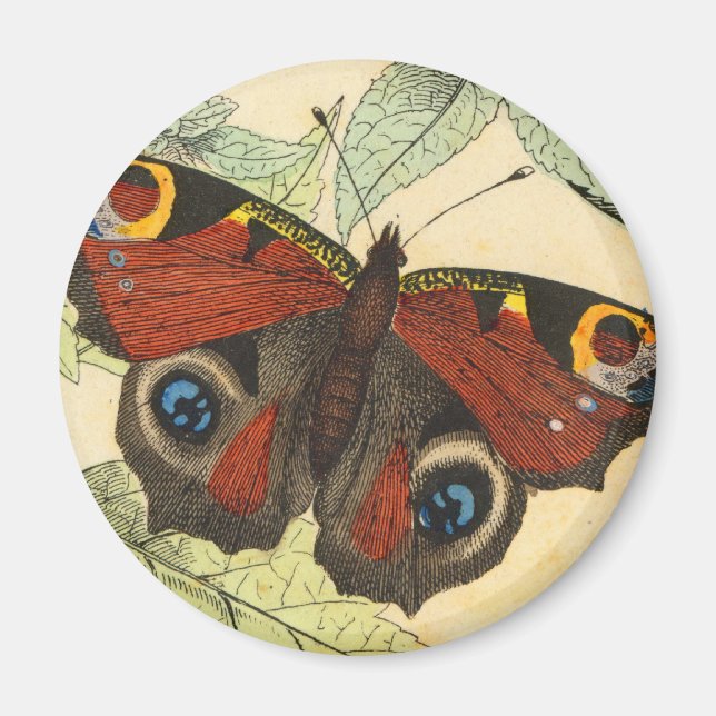 Peacock Butterfly Magnet (Vorne)