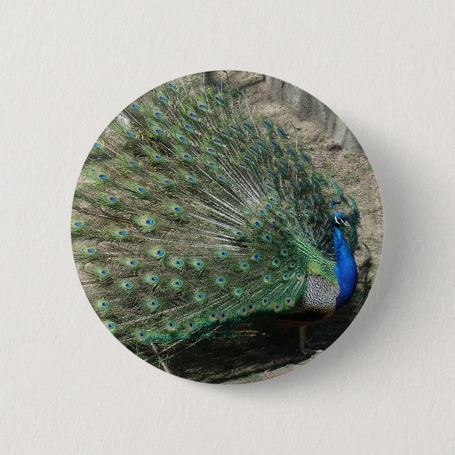 Peacock Button (Vorderseite)