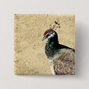 Peacock Button
