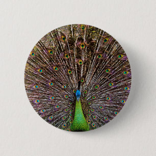 Peacock Button