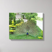 Peacock dans une toile de jardin Imprimer