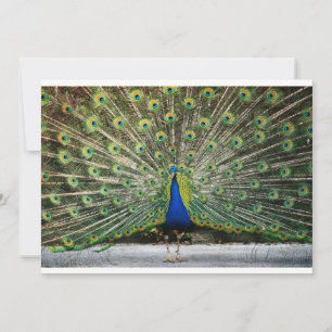 Peacock Einladung