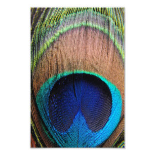 Peacock Feather Close-Up Photo Art
