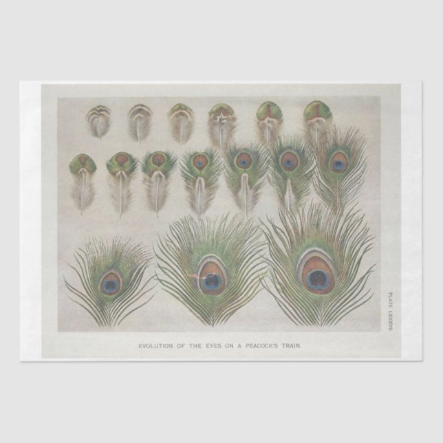 Peacock Feather Ephemera Decoupage Seidenpapier (Vorderseite)