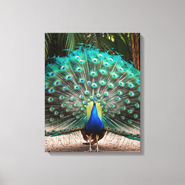 Peacock Feather Fanning Leinwanddruck (Vorderseite)