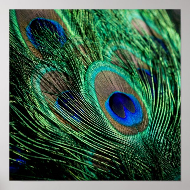 Peacock Feather Lucky Poster (Vorne)