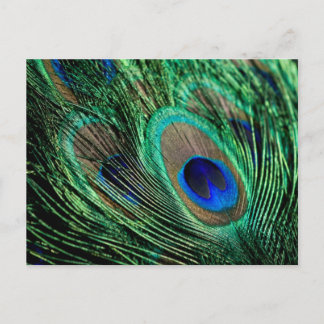Peacock Feather Lucky Postkarte