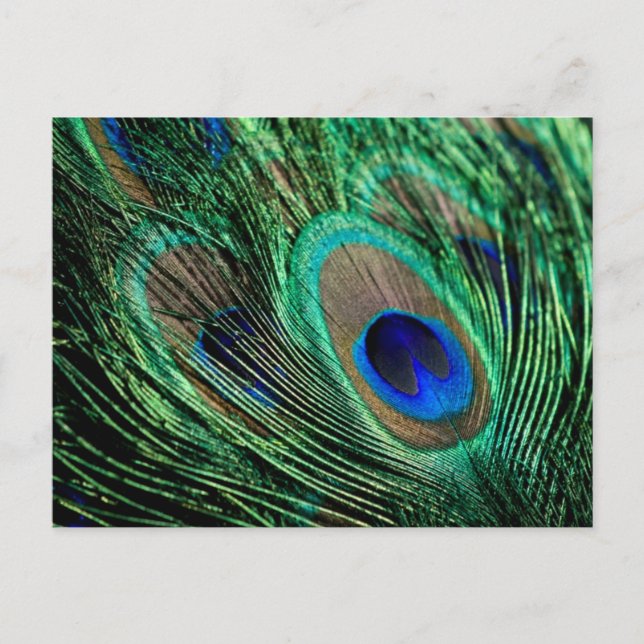 Peacock Feather Lucky Postkarte (Vorderseite)
