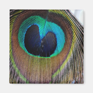 Peacock Feather Magnet