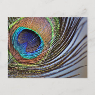 PEACOCK FEATHER POSTCARD POSTKARTE