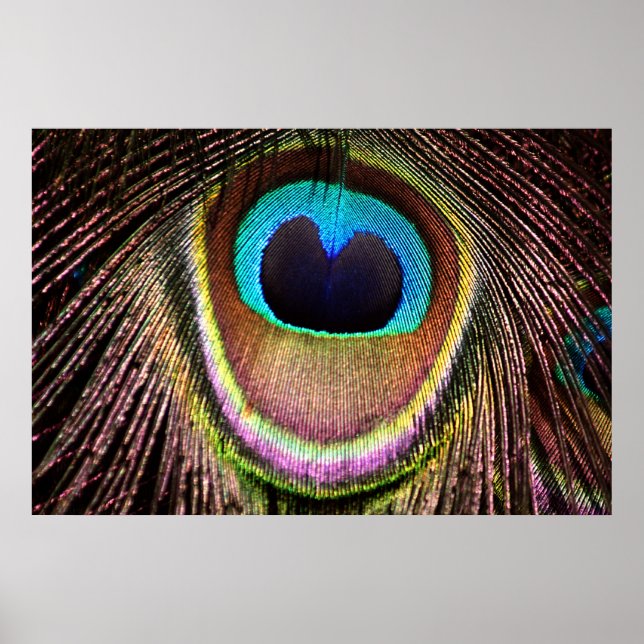 Peacock Feather Poster (Vorne)