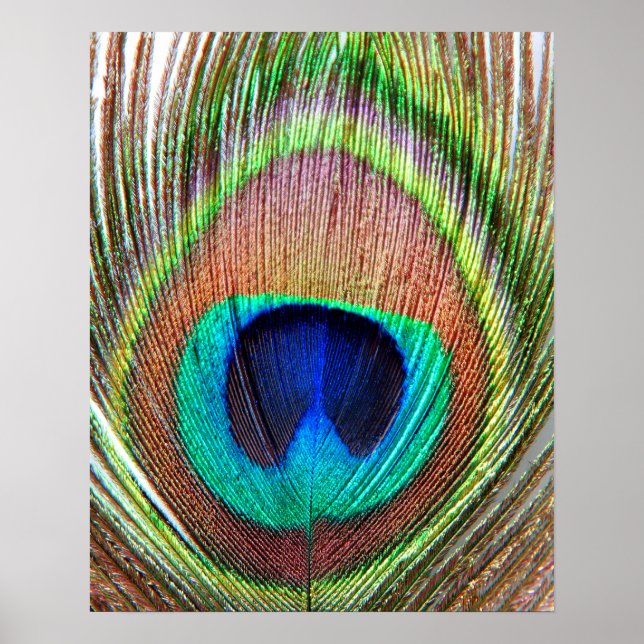 Peacock Feather Poster (Vorne)