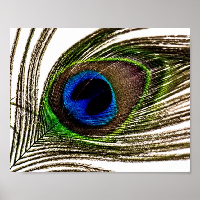 Peacock Feather Poster (Vorne)