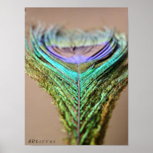 Peacock Feather Poster