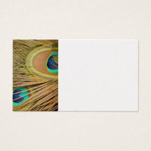 Peacock Feathers