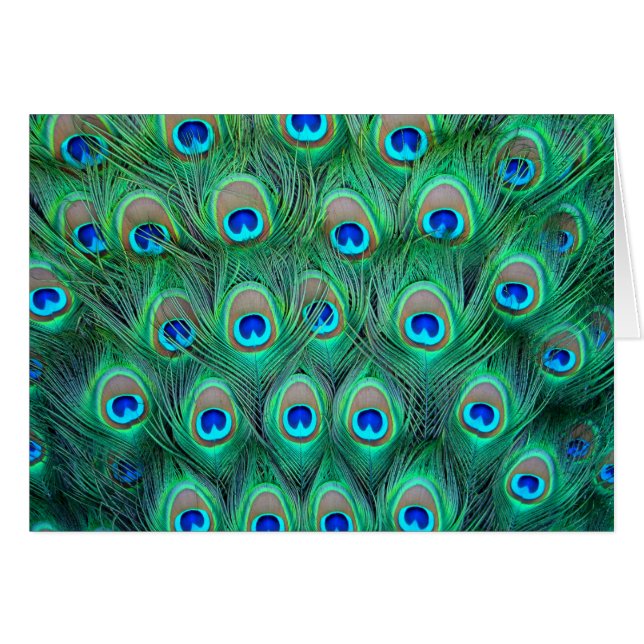 Peacock Feathers (Vorderseite (Horizontal))