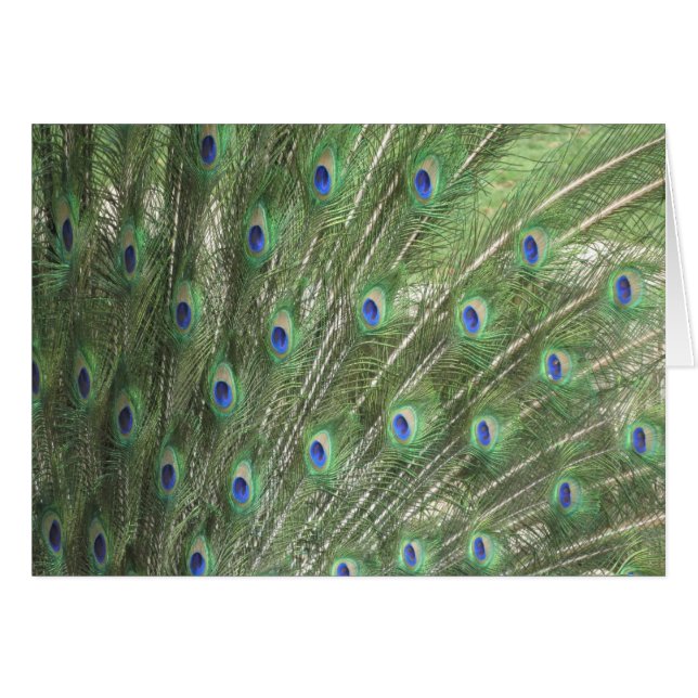 Peacock Feathers (Vorderseite (Horizontal))