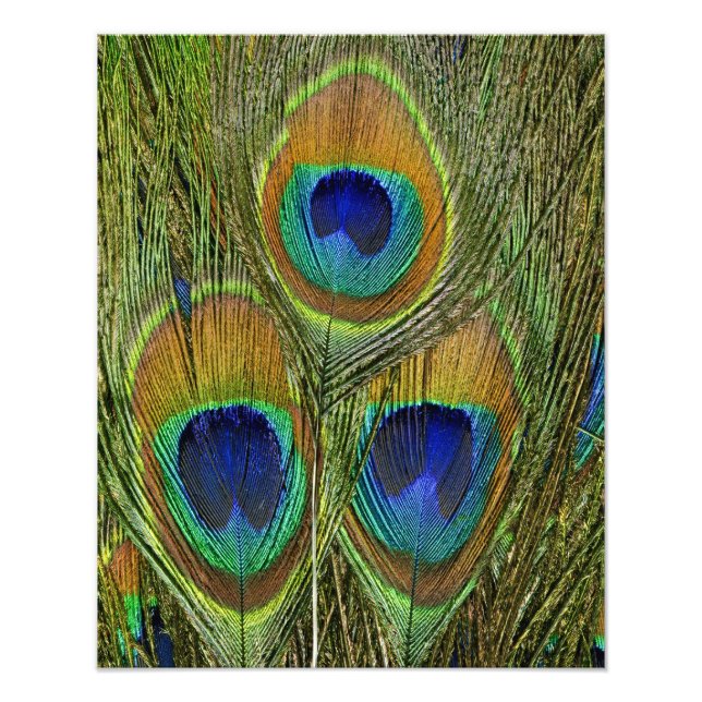 Peacock Feathers Fotodruck (Vorne)