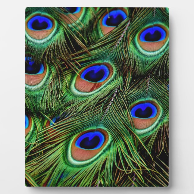 Peacock Feathers Fotoplatte (Vorderseite)