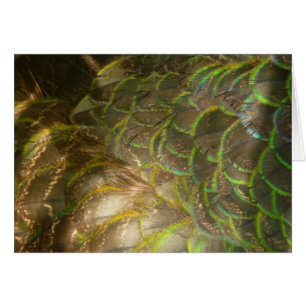 Peacock Feathers III (Female) Subtil Nature Design