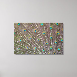 Peacock Feathers Leinwanddruck