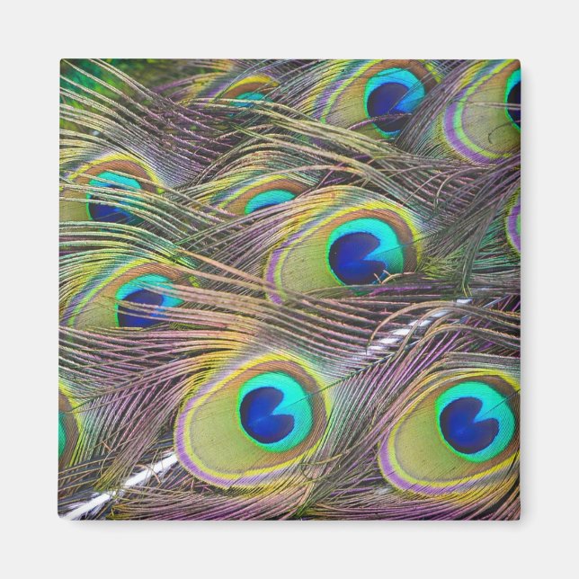 Peacock Feathers Magnet (Vorne)