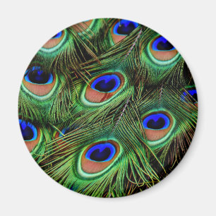 Peacock Feathers Magnet