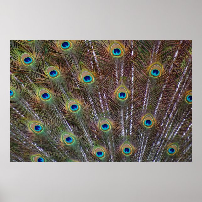 Peacock Feathers Poster (Vorne)