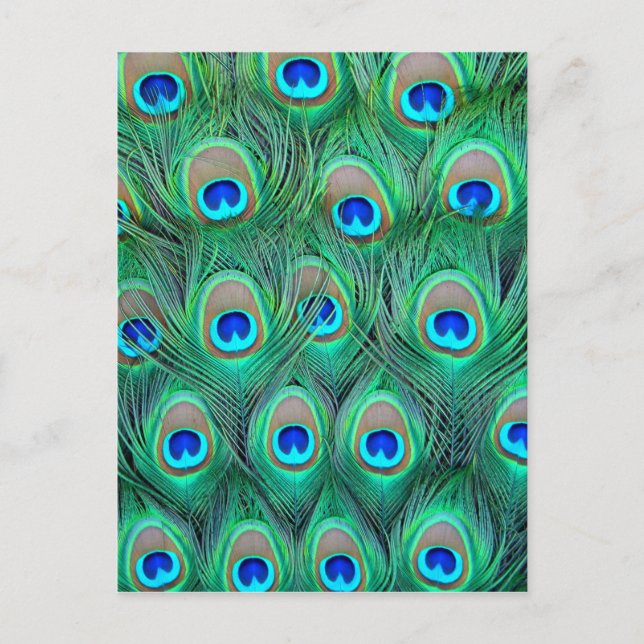 Peacock Feathers Postkarte (Vorderseite)