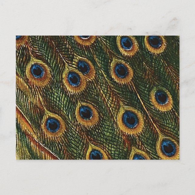 Peacock Feathers Postkarte (Vorderseite)