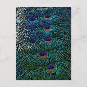 Peacock Feathers Postkarte