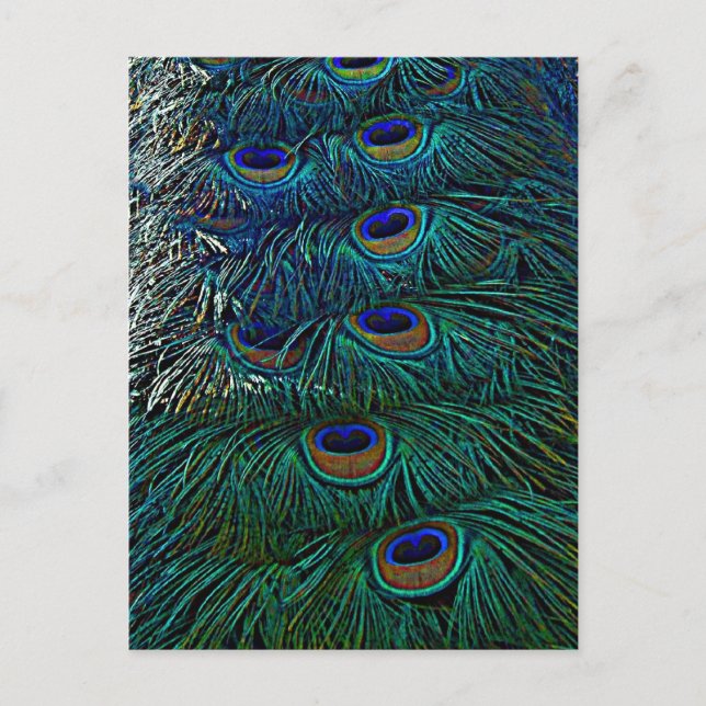 Peacock Feathers Postkarte (Vorderseite)