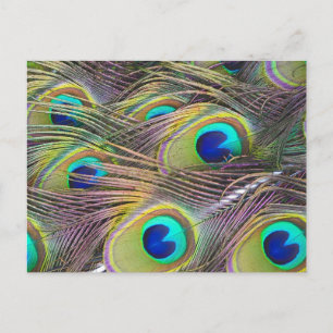 Peacock Feathers Postkarte