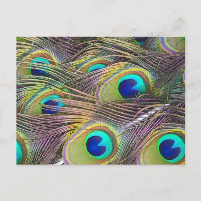 Peacock Feathers Postkarte (Vorderseite)