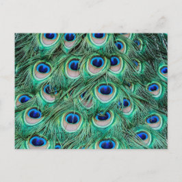 Peacock Feathers Postkarte