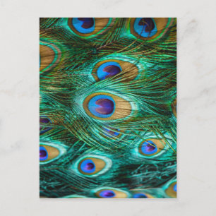 PEACOCK FEATHERS POSTKARTE
