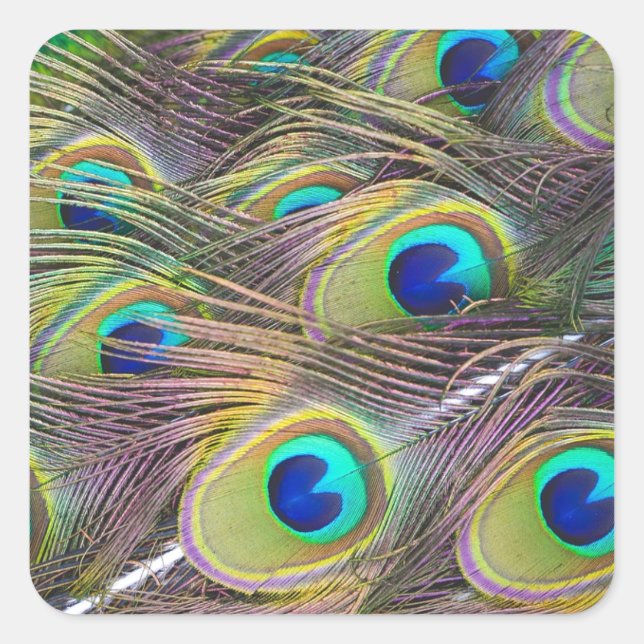Peacock Feathers Quadratischer Aufkleber (Vorderseite)