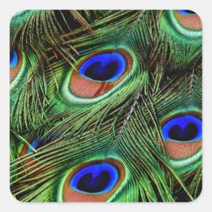 Peacock Feathers Quadratischer Aufkleber