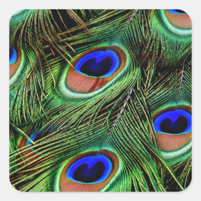 Peacock Feathers Quadratischer Aufkleber (Vorderseite)