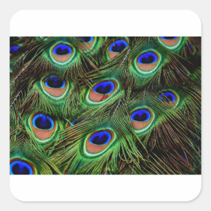 Peacock Feathers Quadratischer Aufkleber