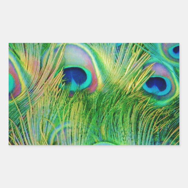 Peacock Feathers Rechteckiger Aufkleber (Vorderseite)