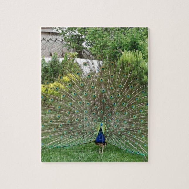 Peacock Foto 8" x 10" Foto Puzzle mit Geschenkboxe (Vertikal)