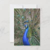 Peacock-Foto