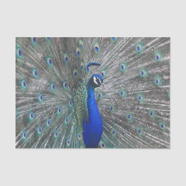 PEACOCK-FOTO SEIDENPAPIER (Vorderseite)