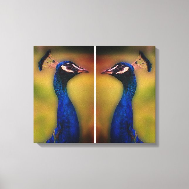 Peacock Foto Single Leinwanddruck (Vorderseite)