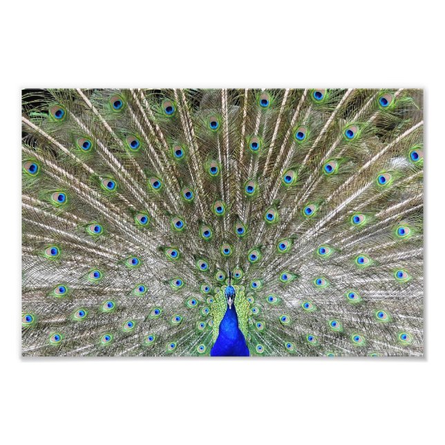 Peacock Fotodruck (Vorne)